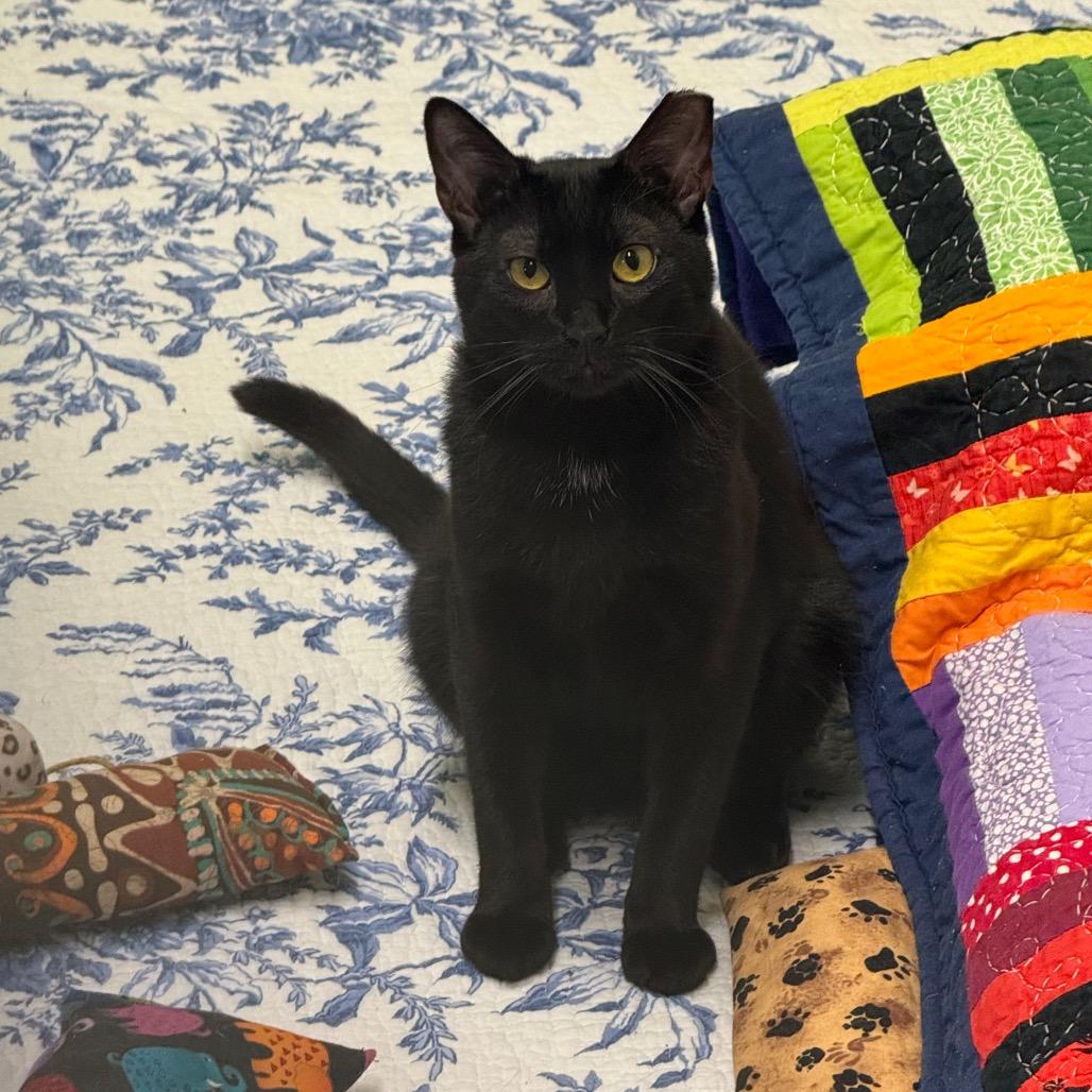 Enlarge Cherry, a Adoptable Domestic Short Hair in Easton, PA image 6/6