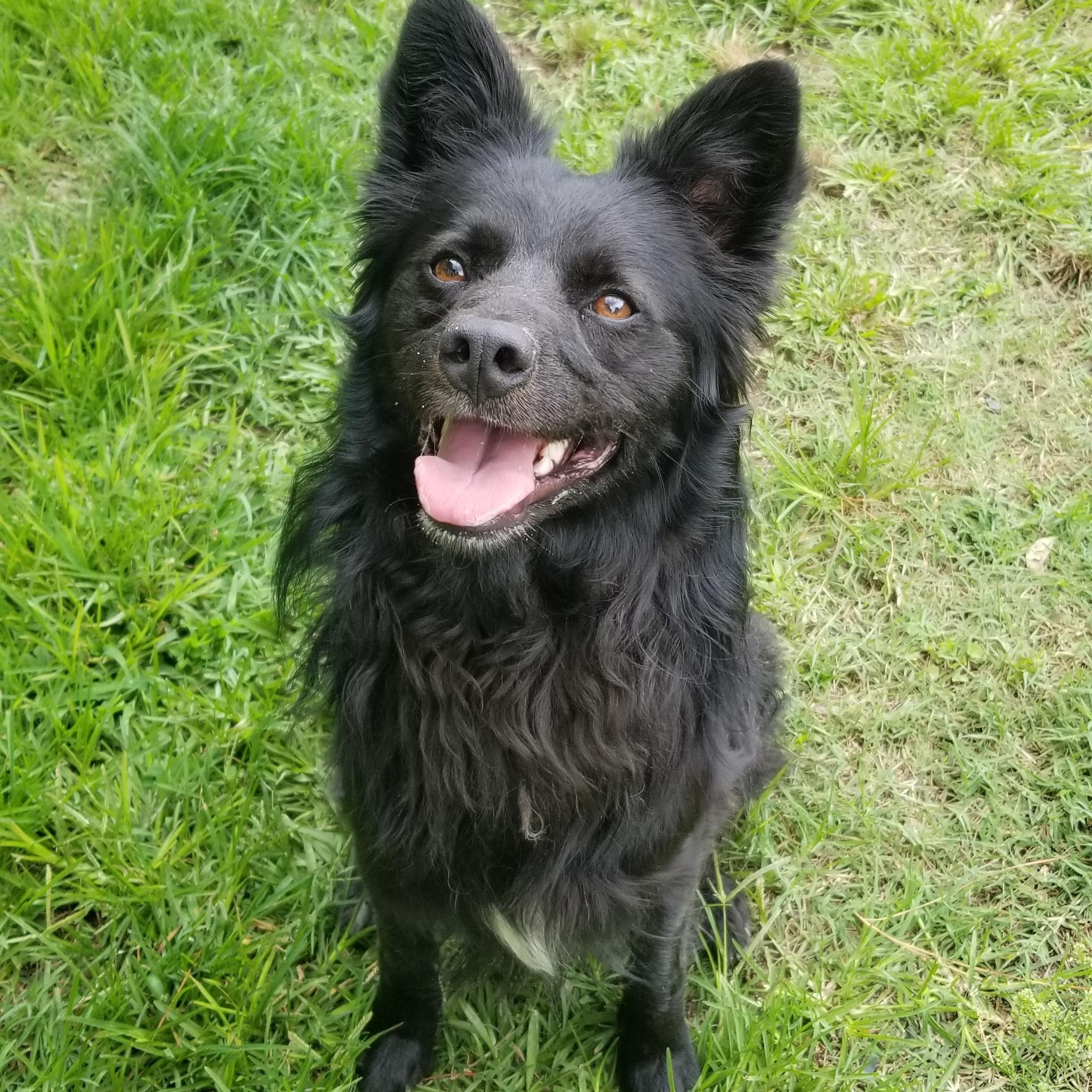 Skipper, Adoptable, Young Male Border Collie.
