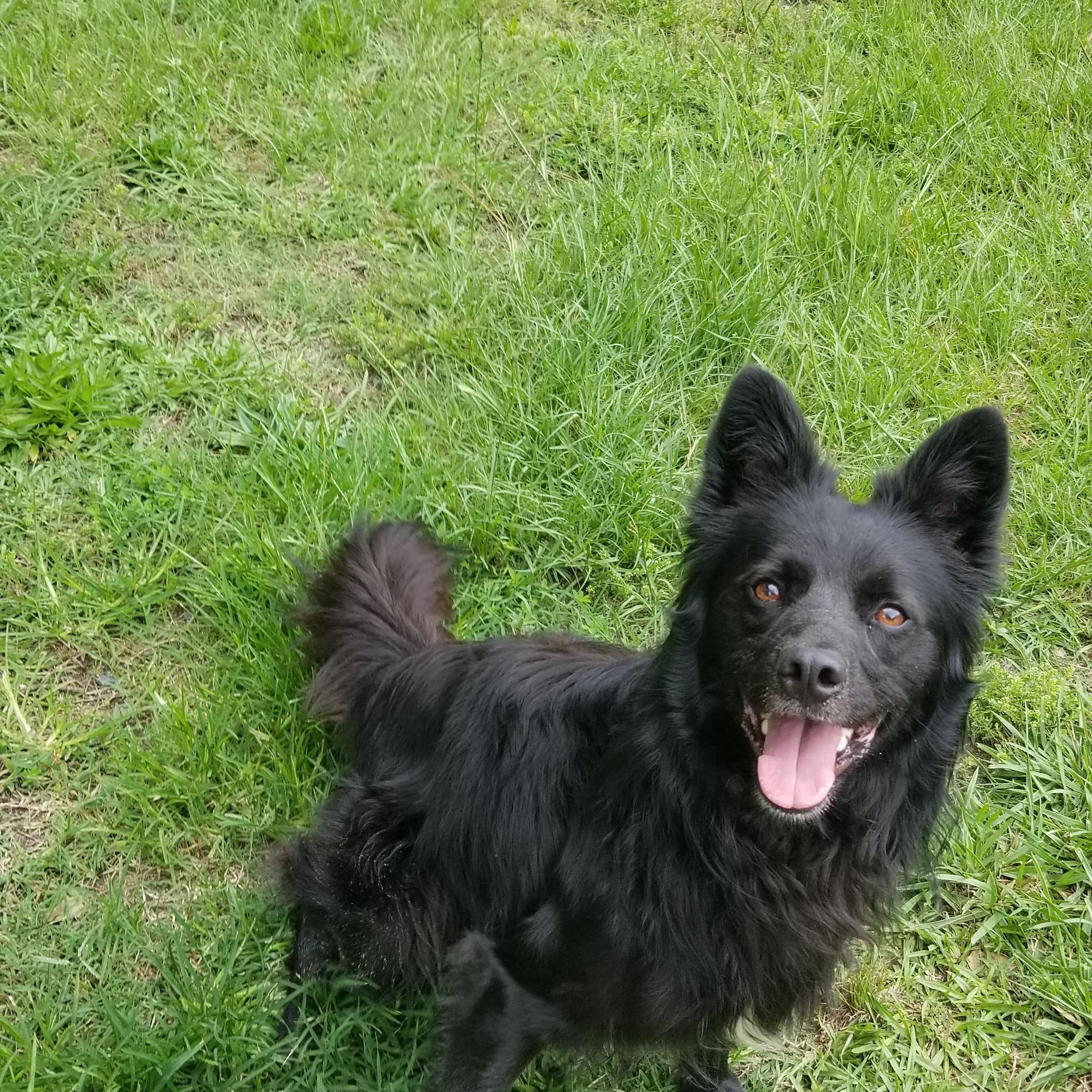 Skipper, a Adoptable mixed breed in Carthage, NC image 3/3