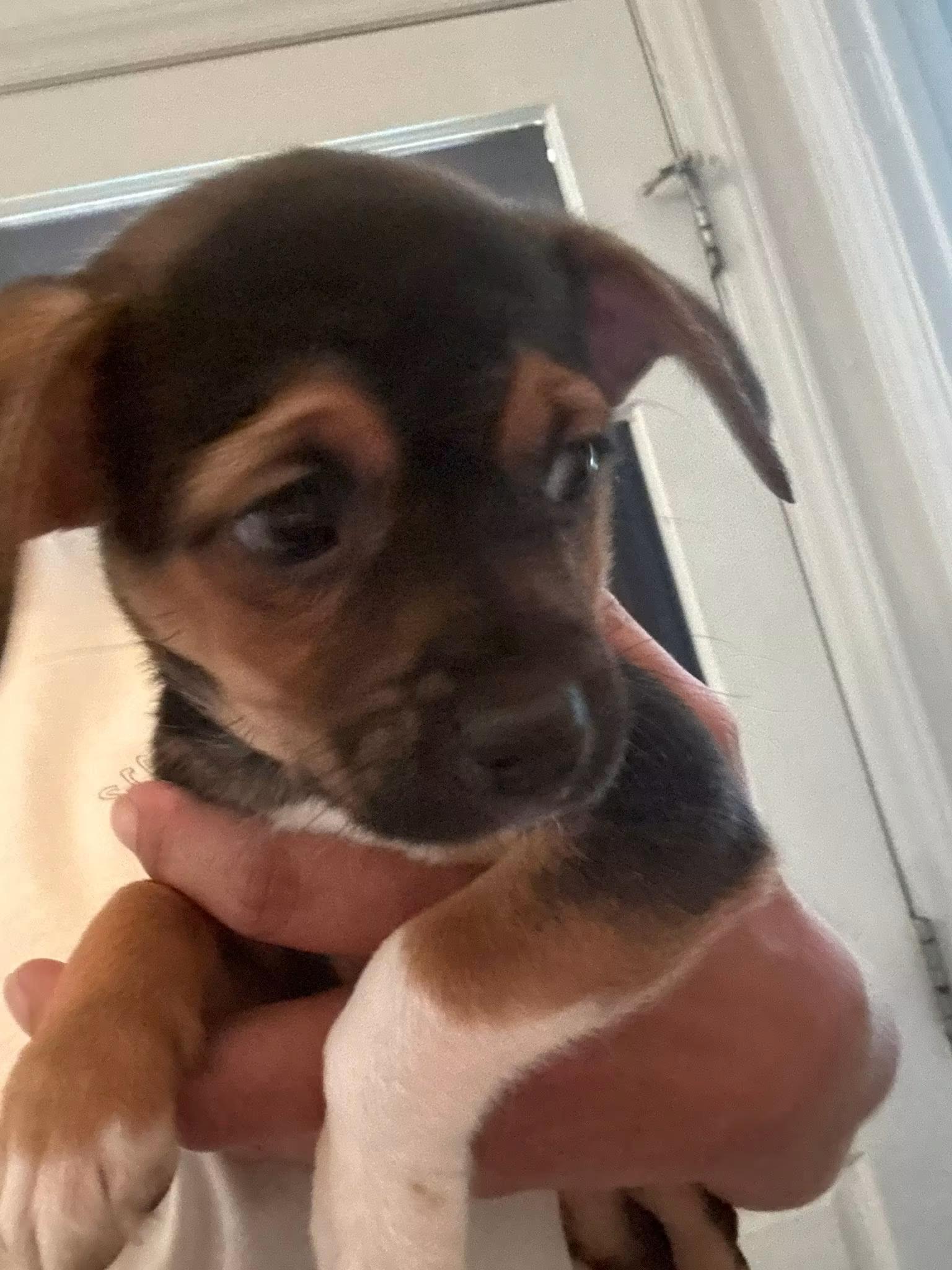 Snoopy, Adoptable, Puppy Male Chihuahua & Beagle.