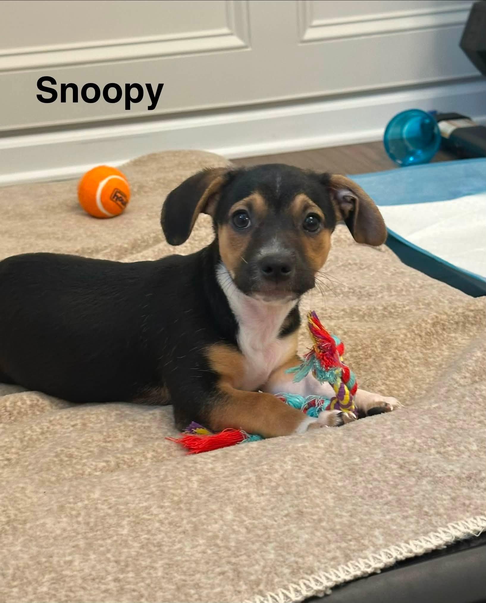 Snoopy, a Adoptable mixed breed in Matthews, NC image 1/2