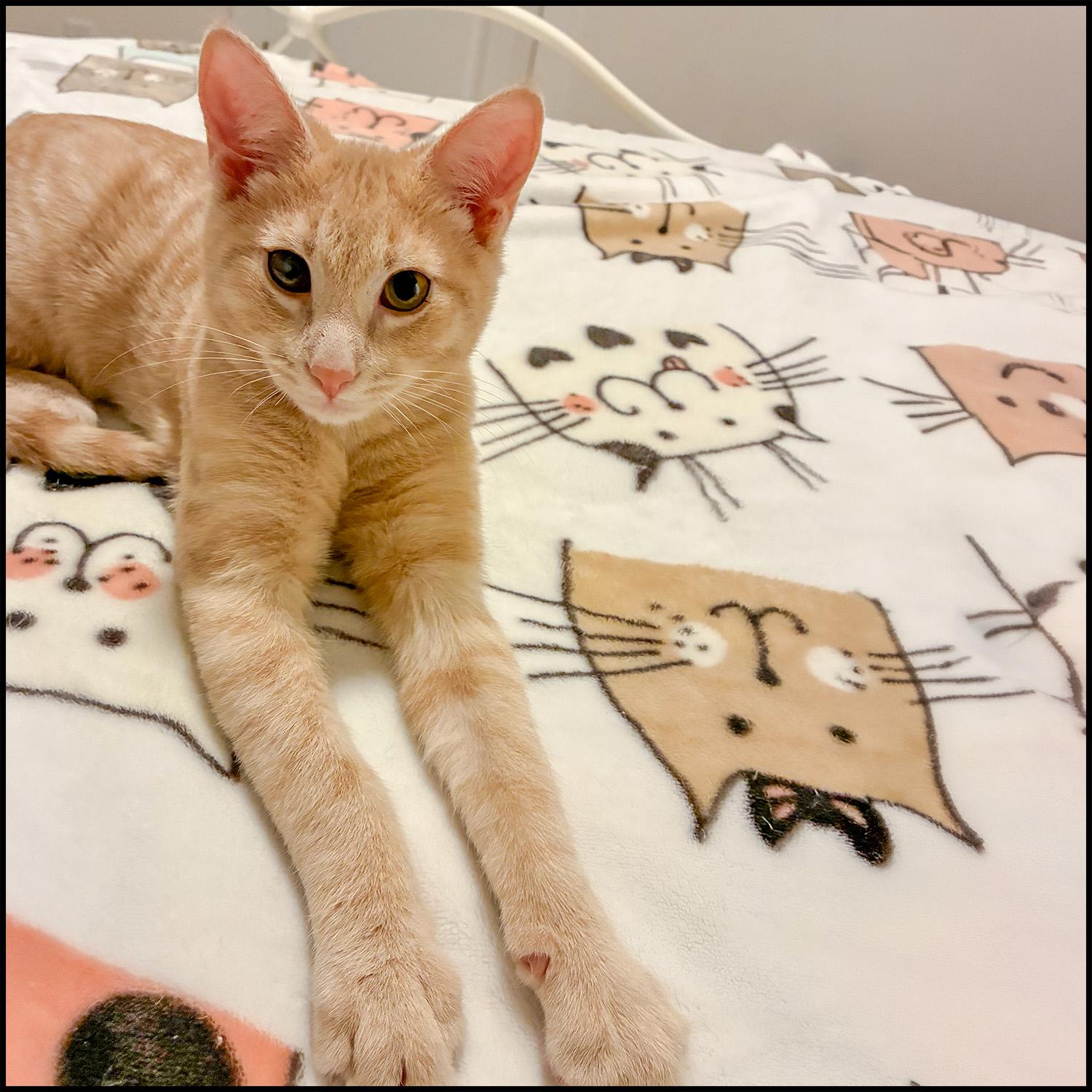 Enlarge Audi, an adoptable mixed breed in Roswell, GA image 3/4