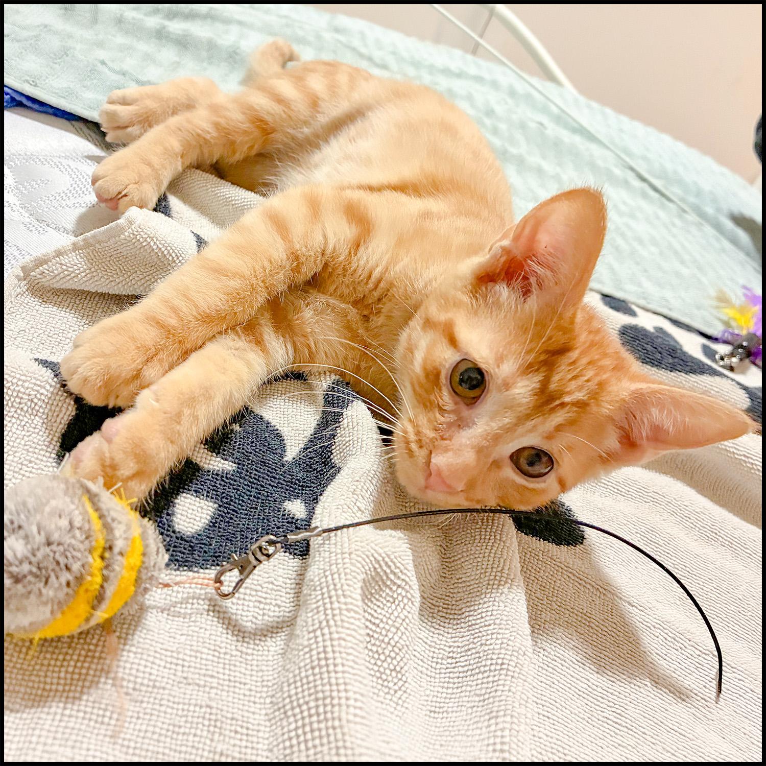 Enlarge Audi, an adoptable mixed breed in Roswell, GA image 1/4