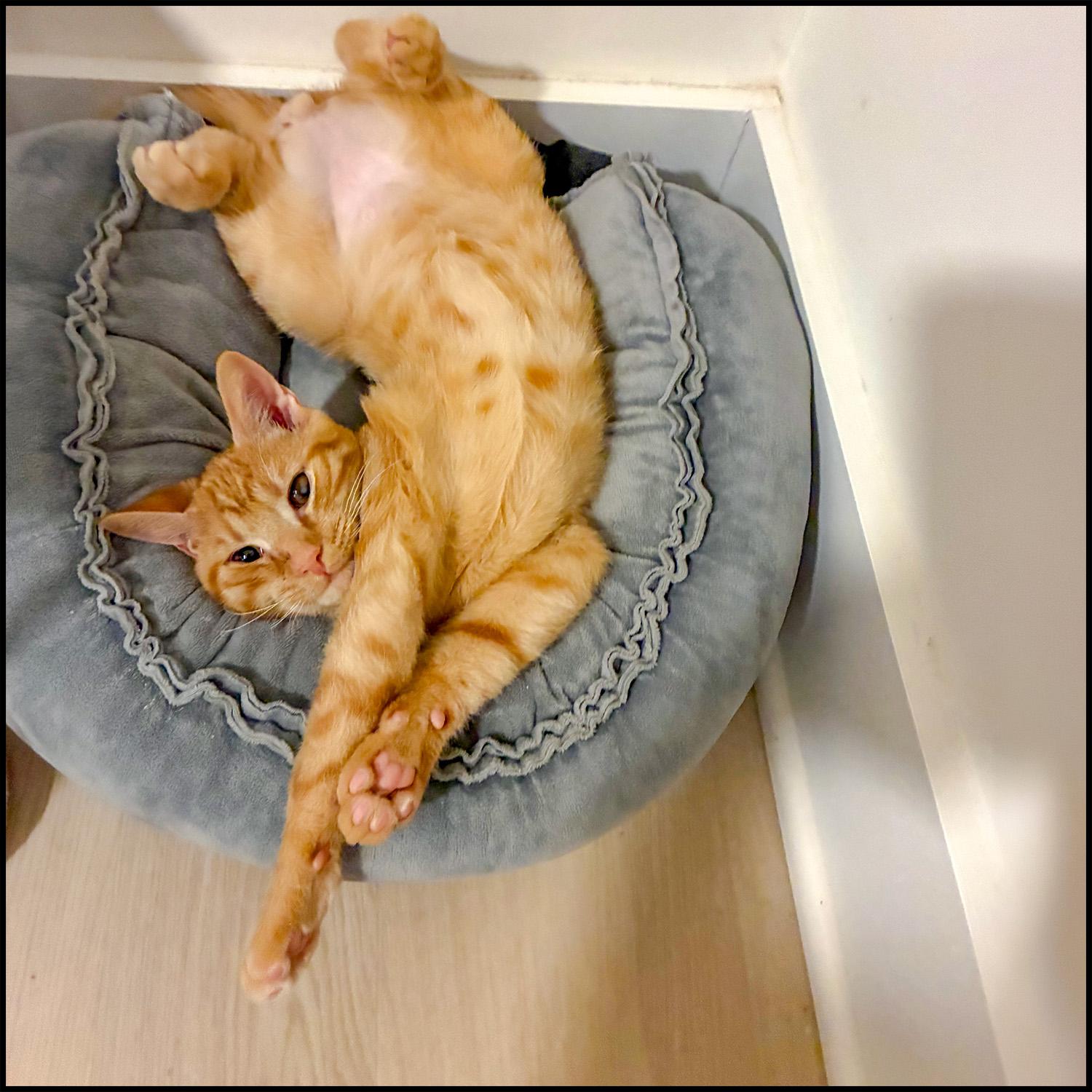Enlarge Audi, an adoptable mixed breed in Roswell, GA image 2/4