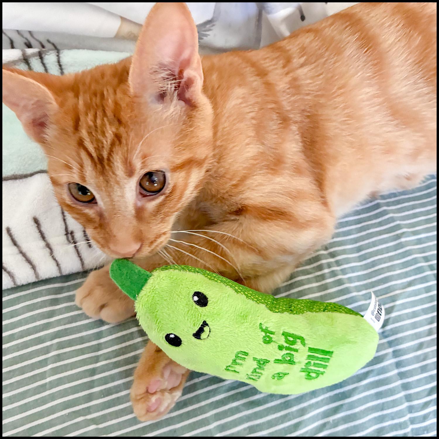 Enlarge Audi, an adoptable mixed breed in Roswell, GA image 4/4