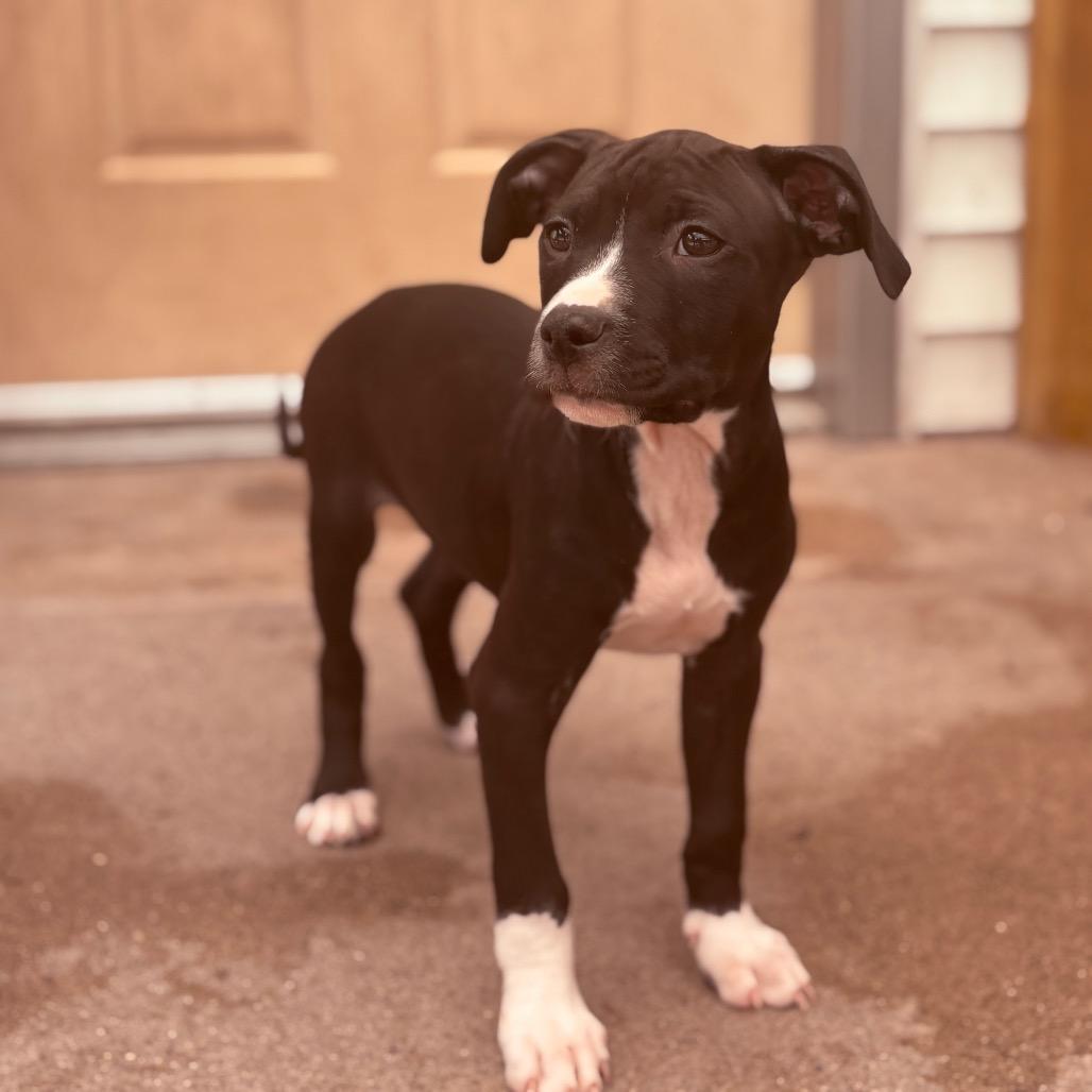 Enlarge Brioche , an adopted Pit Bull Terrier in Fenton, MI image 1/2