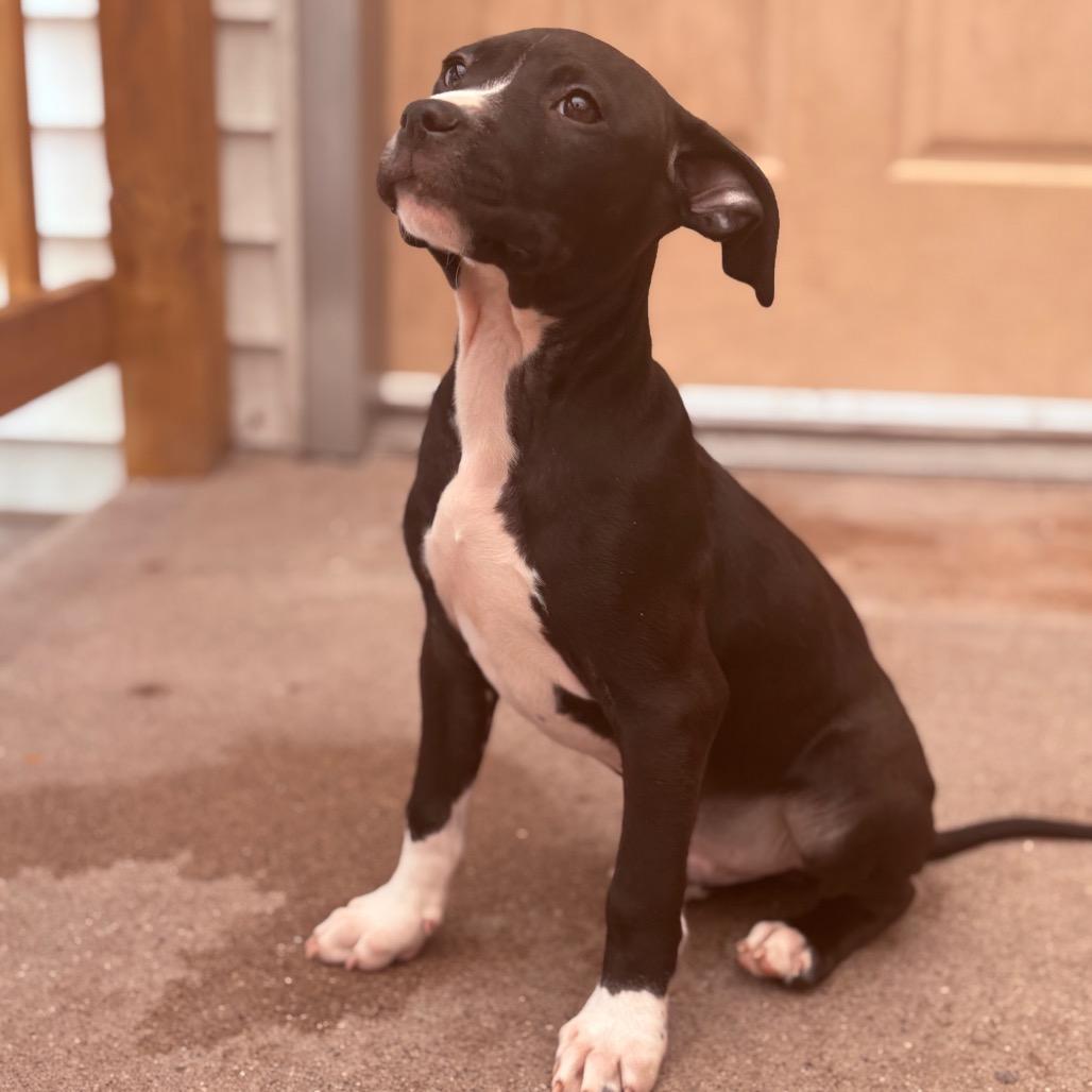 Enlarge Brioche , an adopted Pit Bull Terrier in Fenton, MI image 2/2