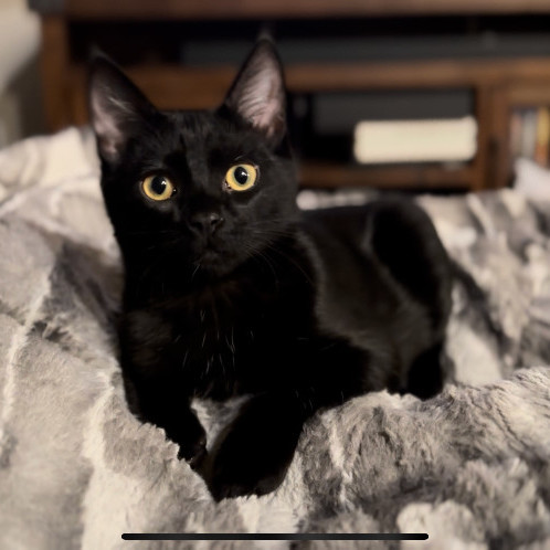 Felix