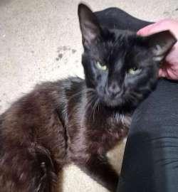 Enlarge Pinkie, a ADOPTABLE mixed breed in Sudbury, MA image 1/2