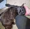 Enlarge Pinkie, a ADOPTABLE mixed breed in Sudbury, MA image 2/2