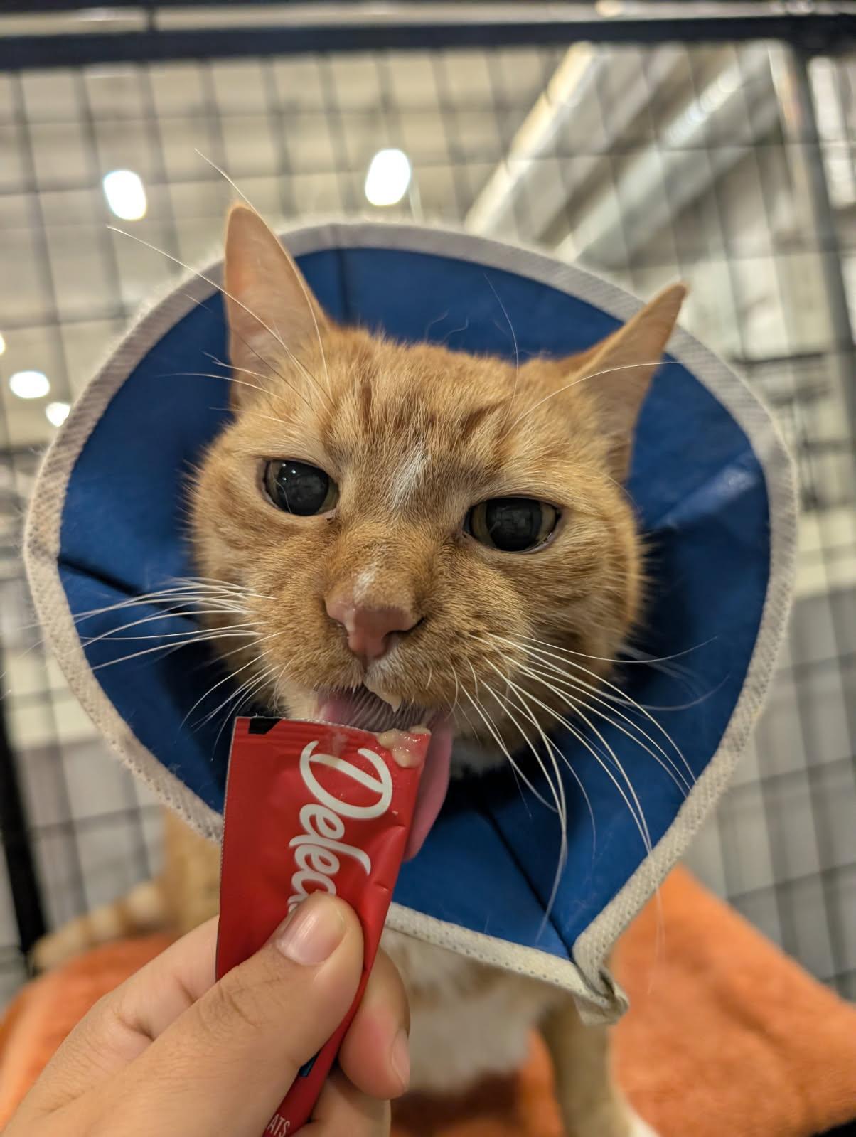 Enlarge Boots, a Adopted Domestic Short Hair in Columbus, OH image 4/5