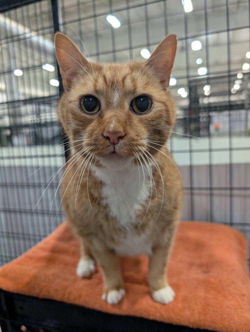 Enlarge Boots, a Adopted Domestic Short Hair in Columbus, OH image 3/5