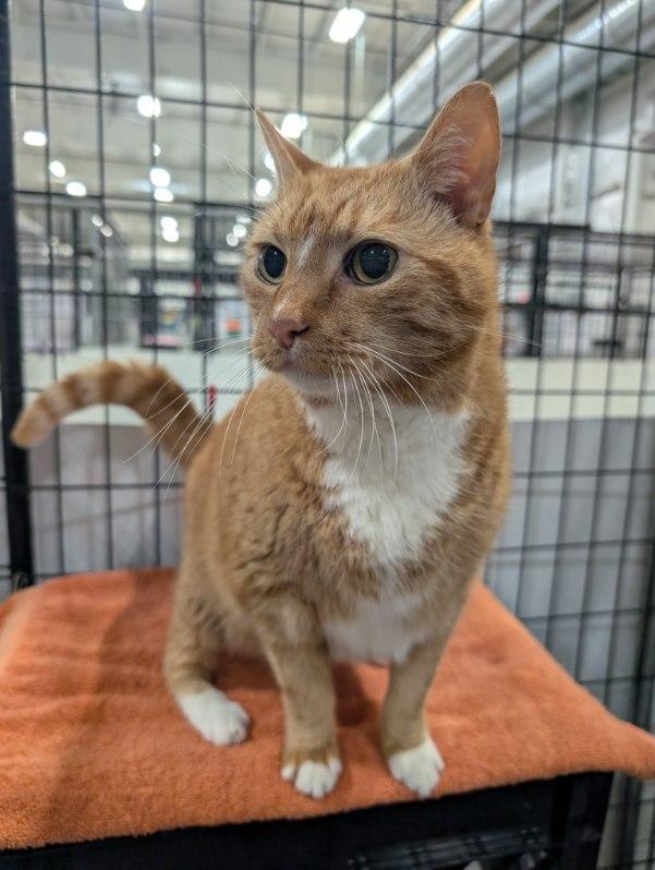 Boots, Adopted, Senior Male Domestic Short Hair.