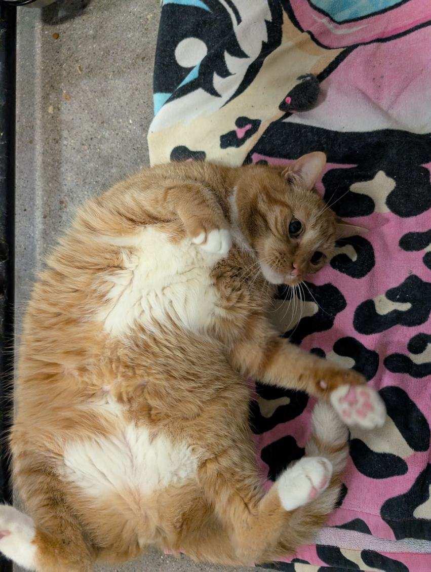 Enlarge Boots, a Adopted Domestic Short Hair in Columbus, OH image 2/5