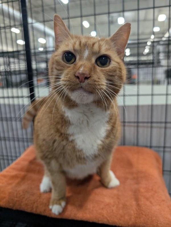 Enlarge Boots, a Adopted Domestic Short Hair in Columbus, OH image 5/5