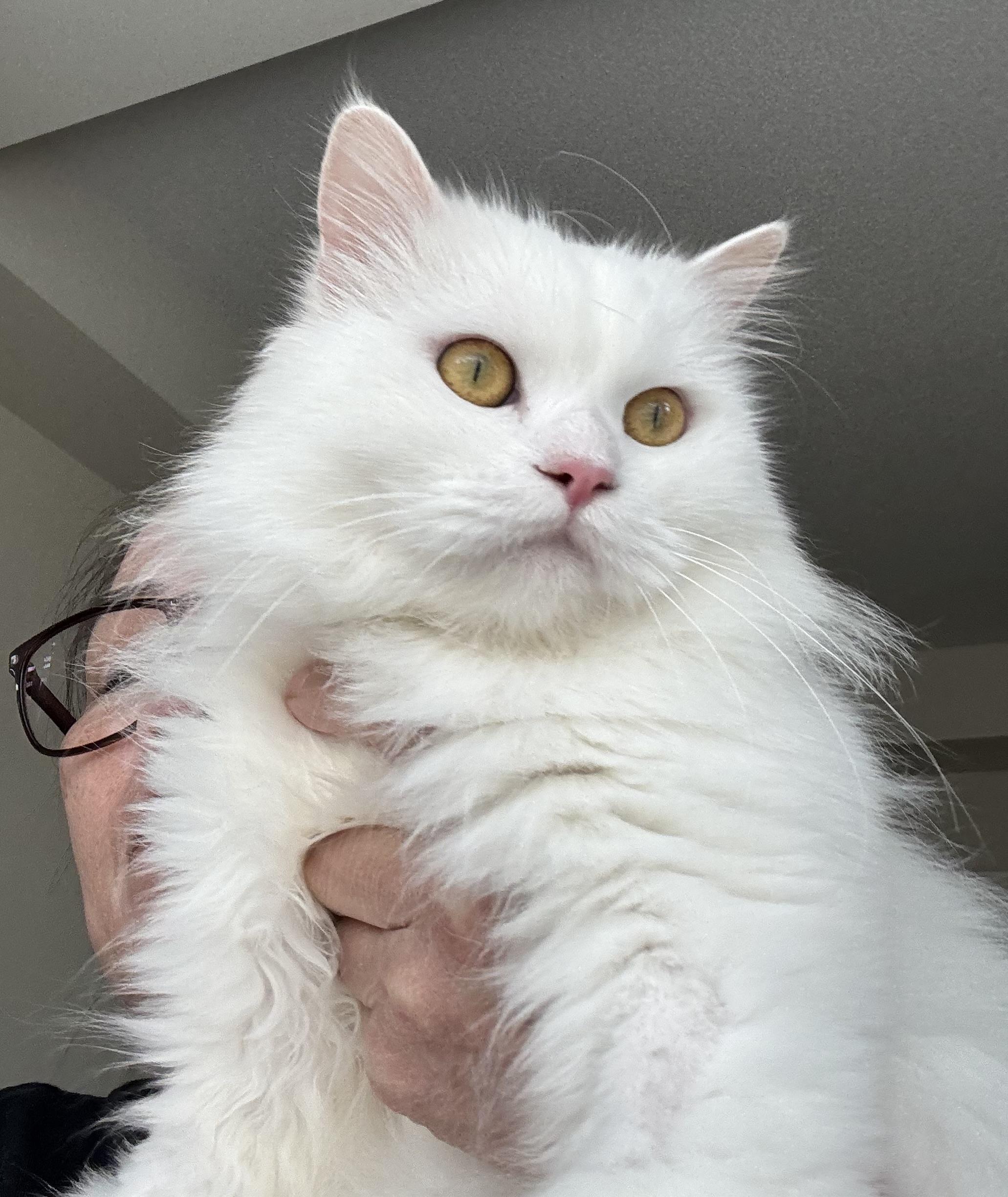 Enlarge Aiden- MICHELLE  Kukuy, an adopted mixed breed in Brampton, ON image 1/4