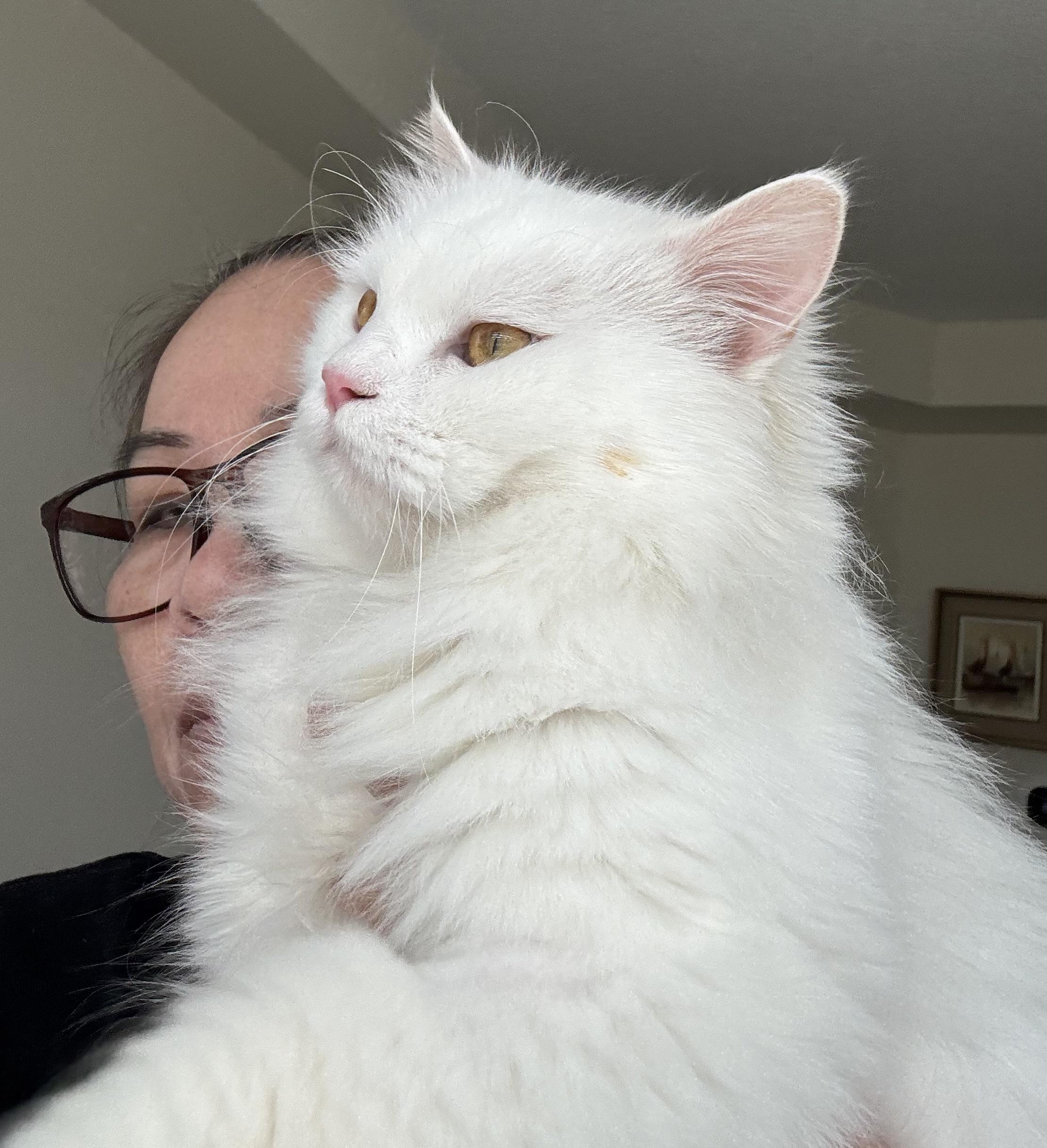 Enlarge Aiden- MICHELLE  Kukuy, an adopted mixed breed in Brampton, ON image 3/4