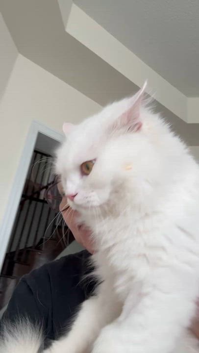 Enlarge Aiden- MICHELLE  Kukuy, an adopted mixed breed in Brampton, ON video 4/4