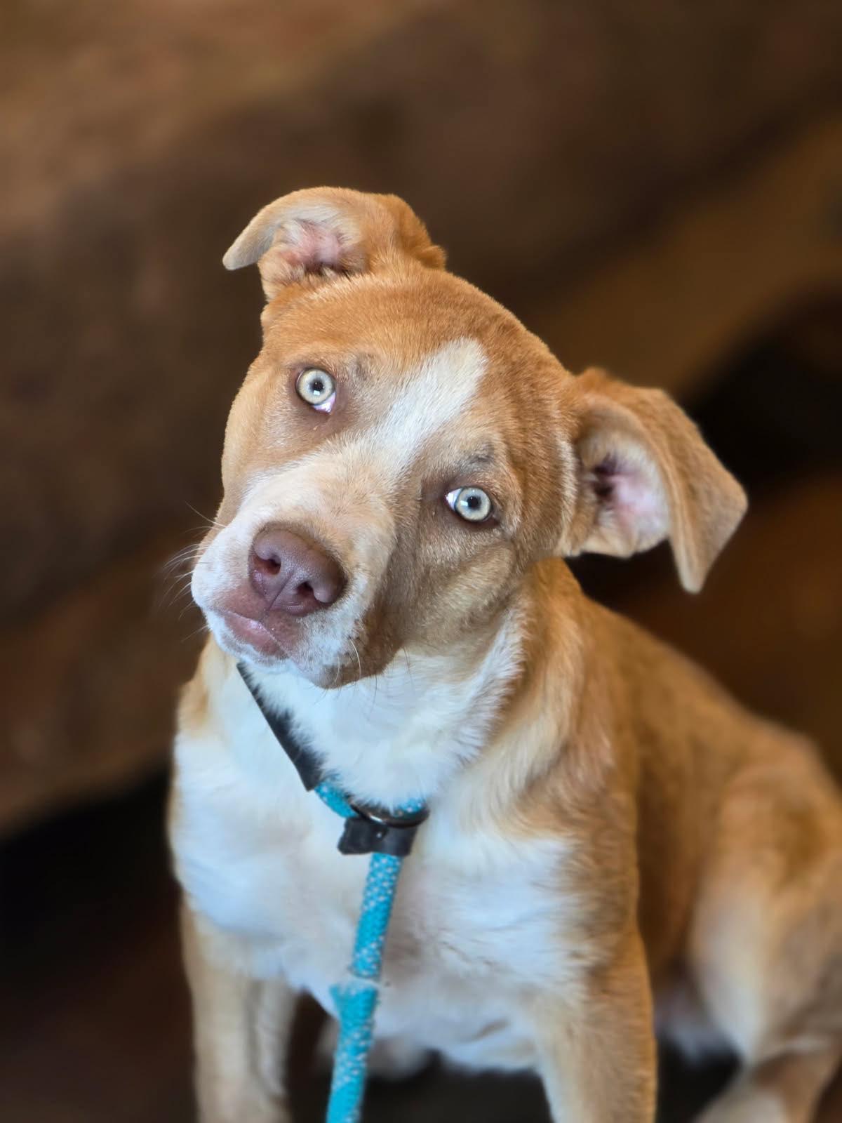 Maple, Adopted, Puppy Female Australian Shepherd & Carolina Dog.