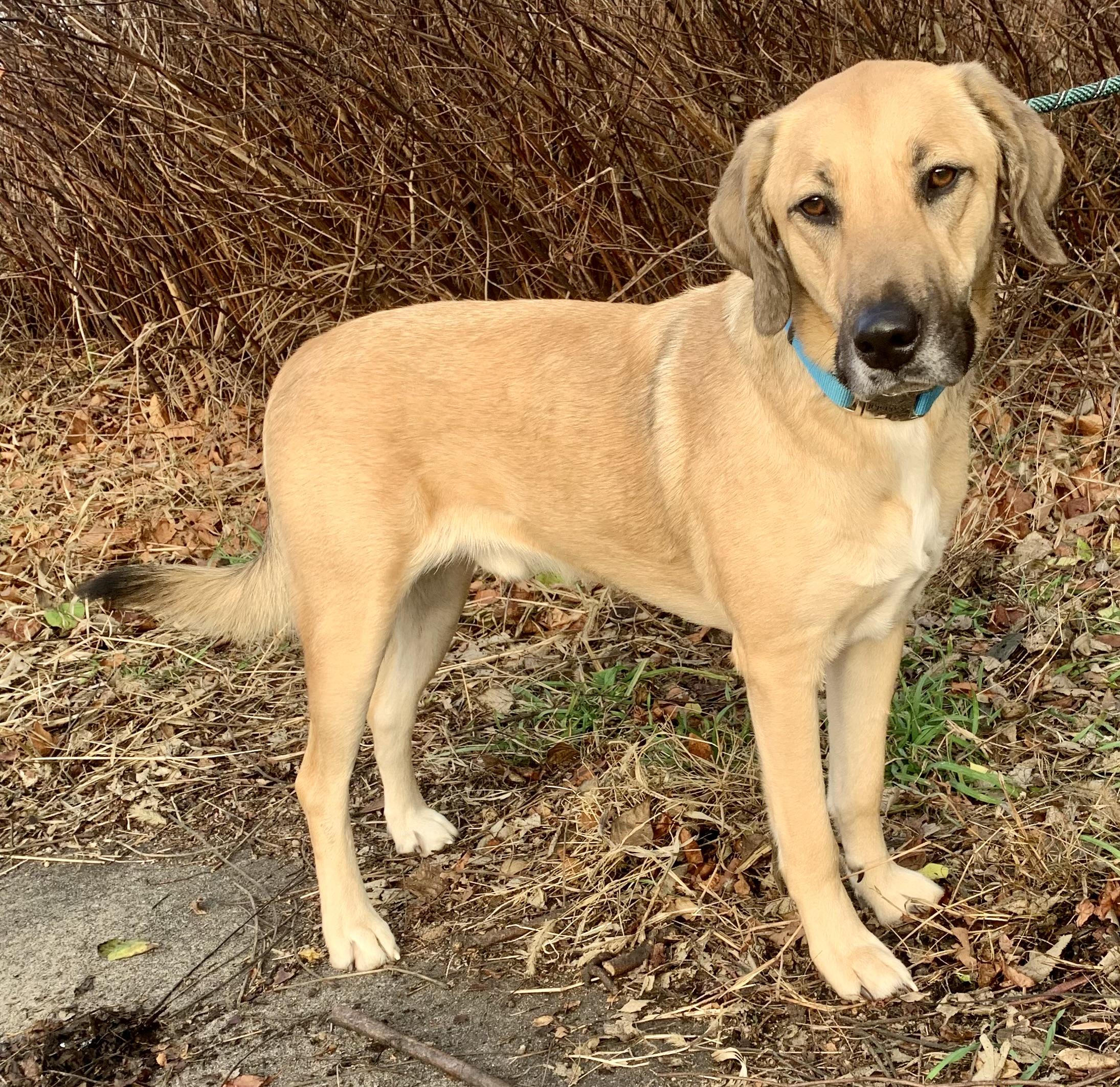 Enlarge Dudley, a Adoptable mixed breed in McKeesport, PA image 1/6