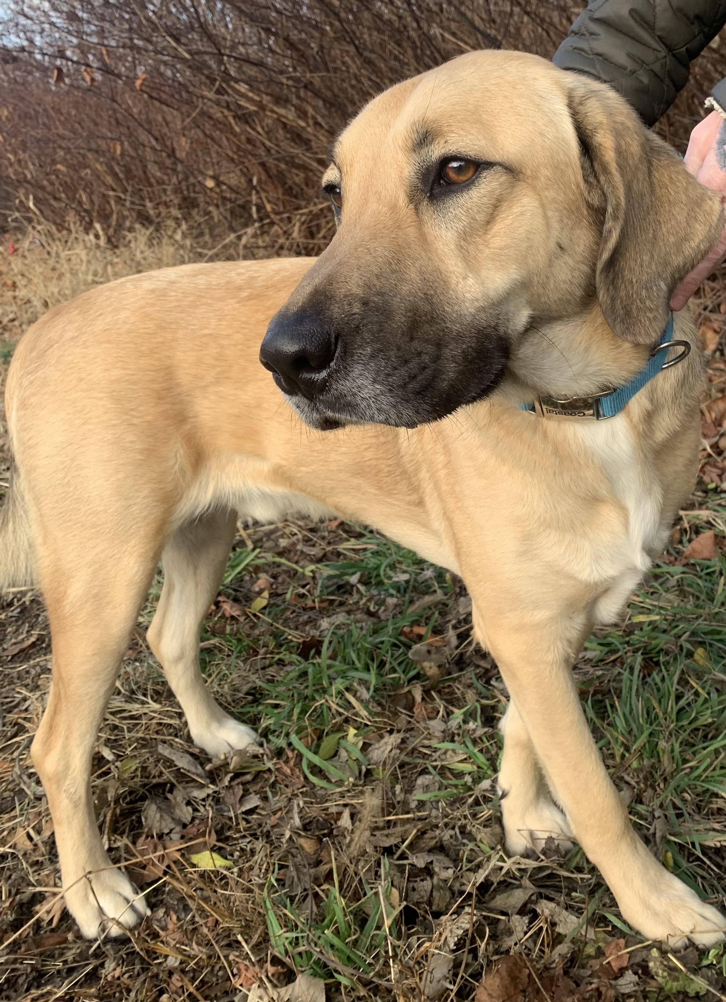 Enlarge Dudley, a Adoptable mixed breed in McKeesport, PA image 2/6