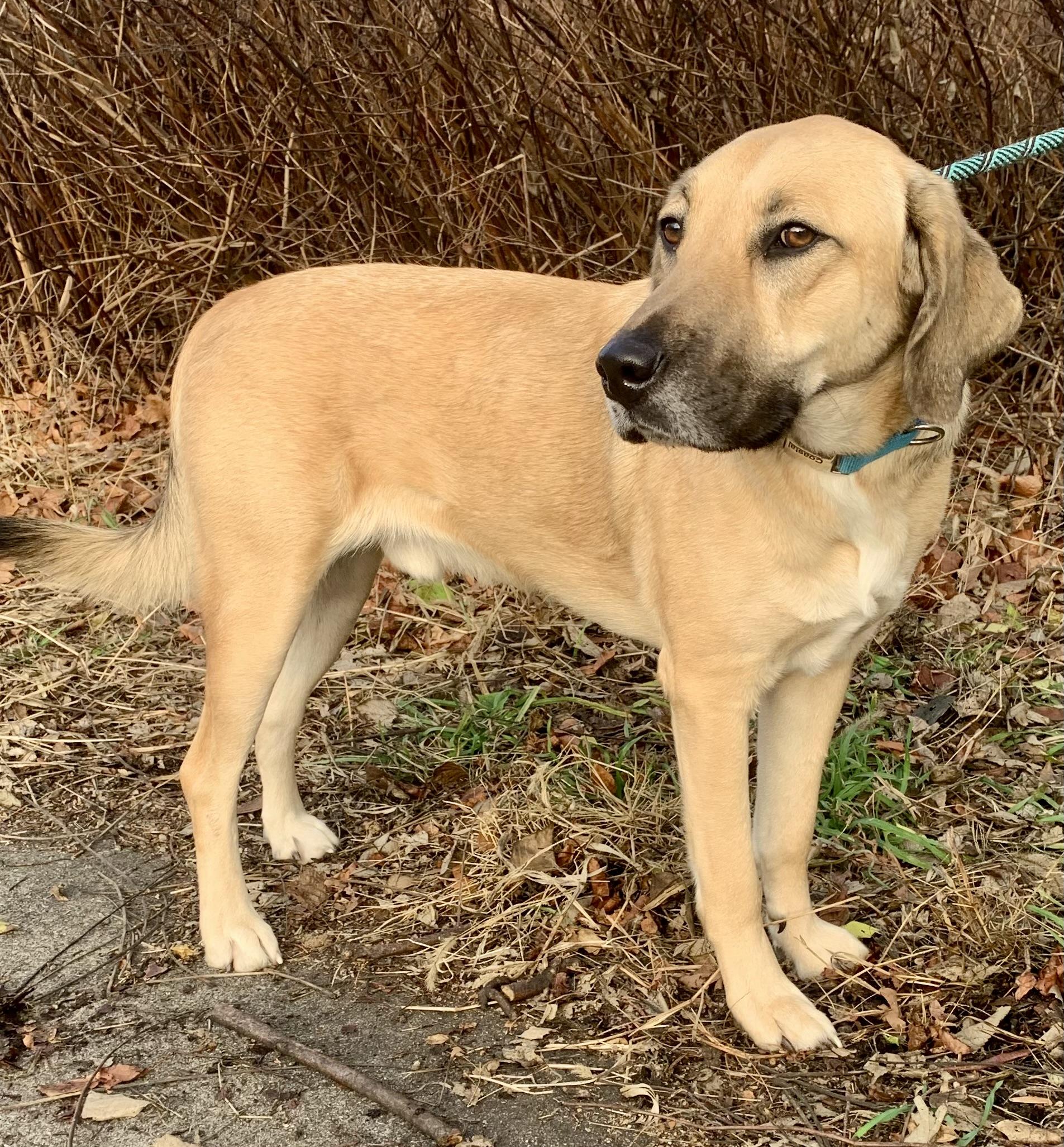 Enlarge Dudley, a Adoptable mixed breed in McKeesport, PA image 3/6