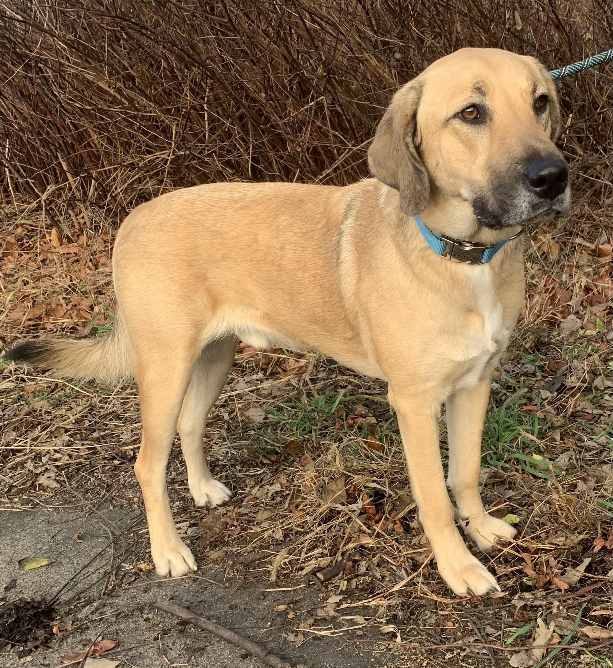 Enlarge Dudley, a Adoptable mixed breed in McKeesport, PA image 4/6