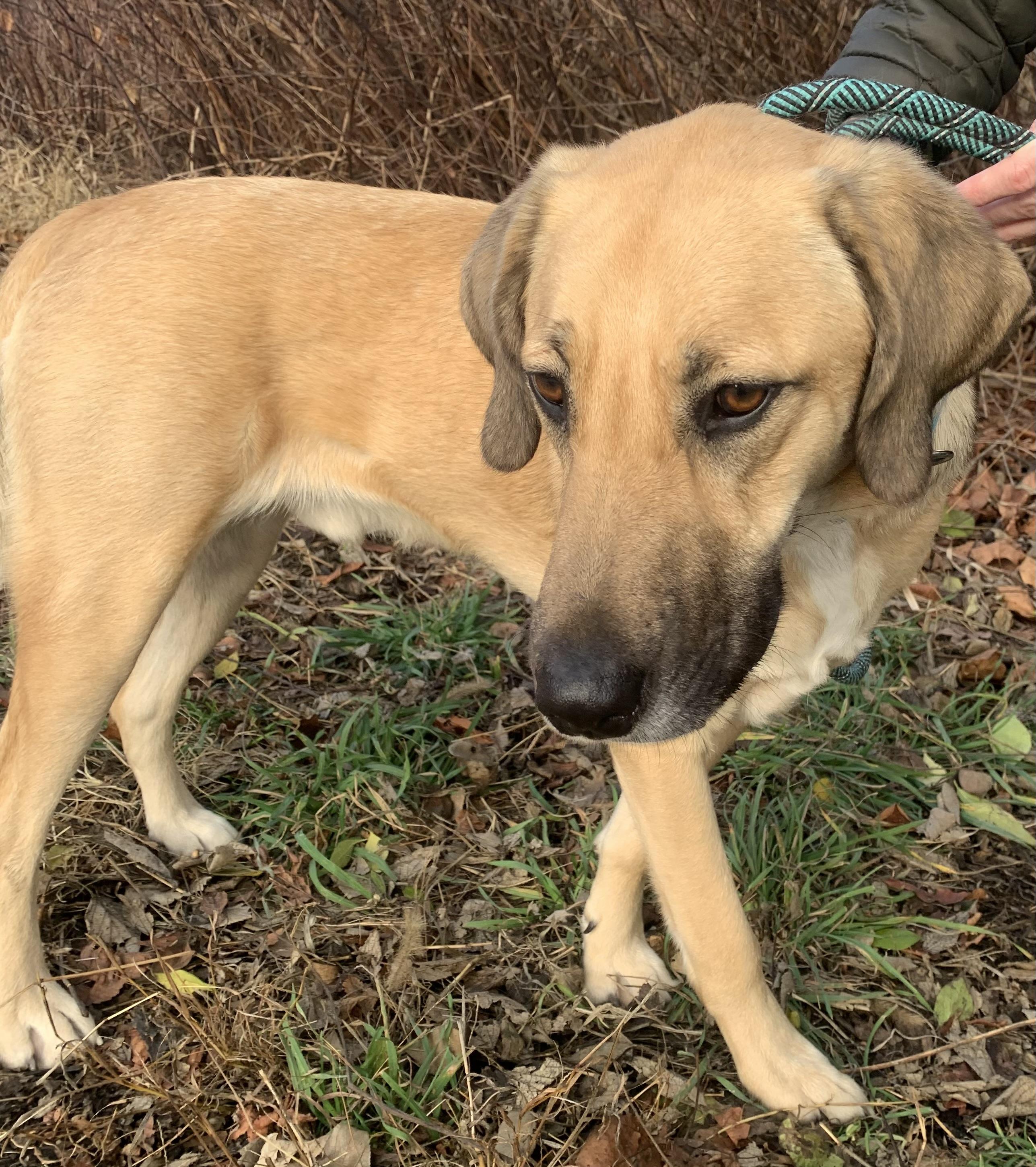Enlarge Dudley, a Adoptable mixed breed in McKeesport, PA image 5/6