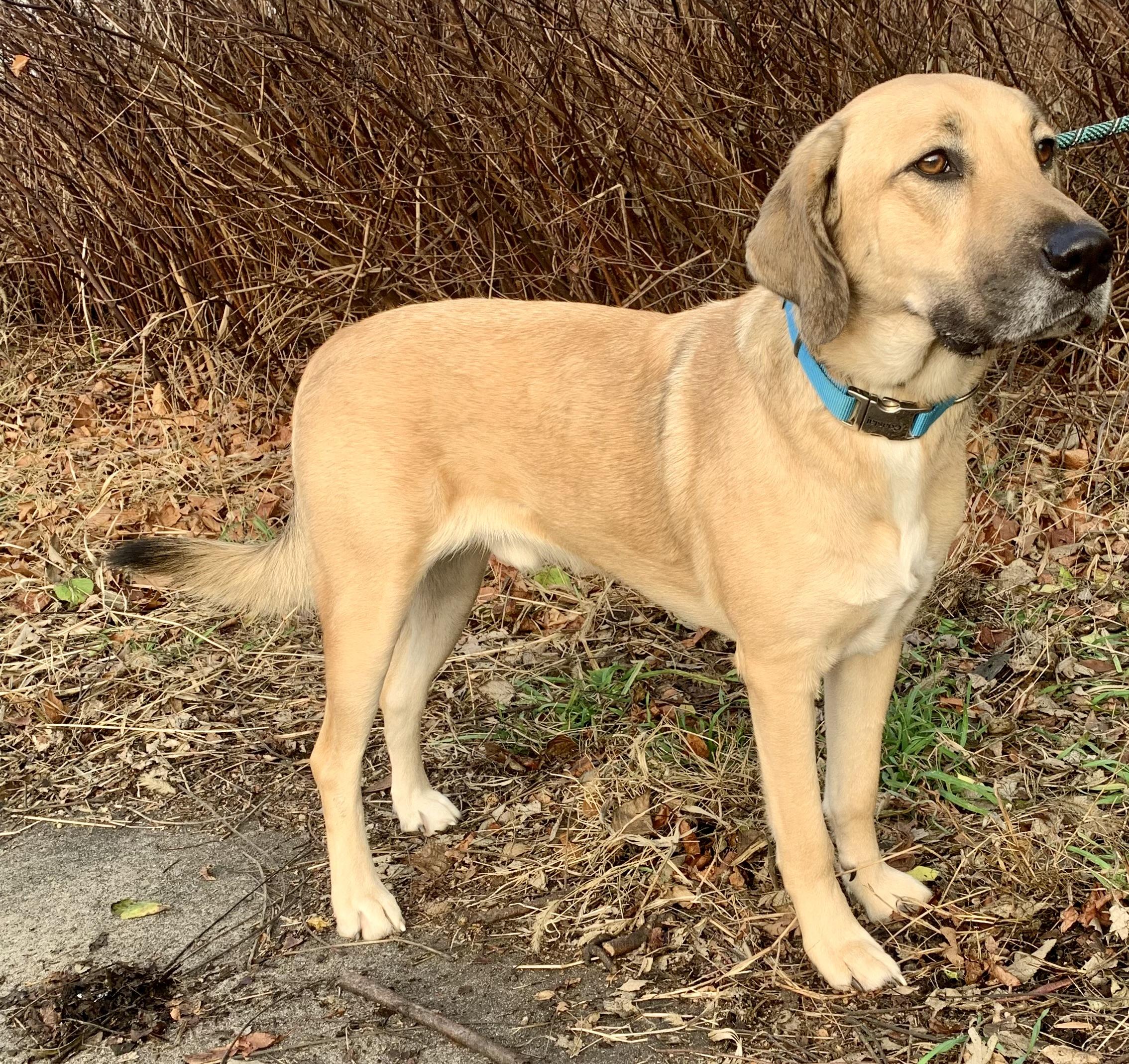 Enlarge Dudley, a Adoptable mixed breed in McKeesport, PA image 6/6