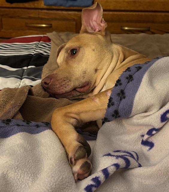 Linus, Adoptable, Young Male Pit Bull Terrier.