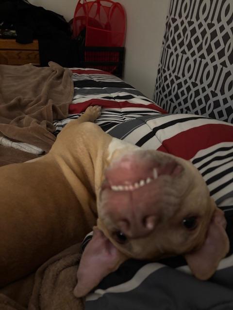 Linus, a ADOPTABLE mixed breed in O Fallon, IL image 4/6