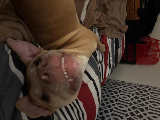 Enlarge Linus, a Adoptable Pit Bull Terrier in O Fallon, IL image 2/6