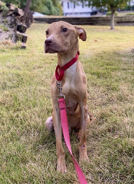 Enlarge Linus, a Adoptable Pit Bull Terrier in O Fallon, IL image 4/6