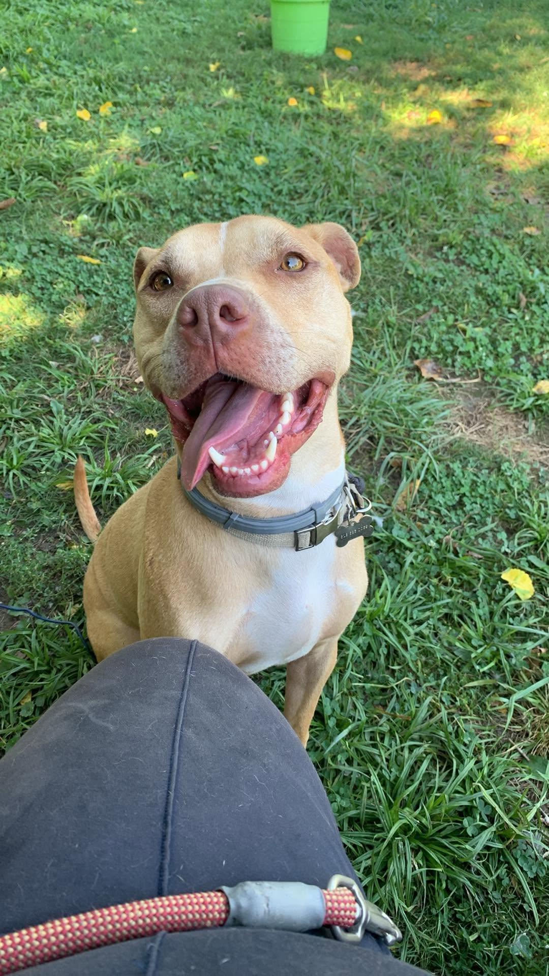 Enlarge Linus, a Adoptable Pit Bull Terrier in O Fallon, IL image 1/6