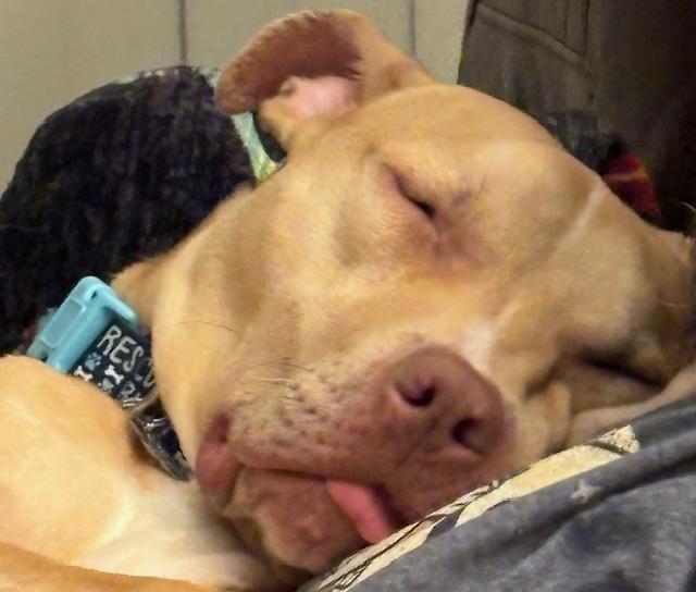 Linus, ADOPTABLE, Young Male Pit Bull Terrier.