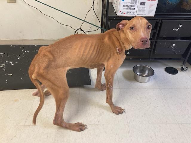 Enlarge Linus, a Adoptable Pit Bull Terrier in O Fallon, IL image 5/6