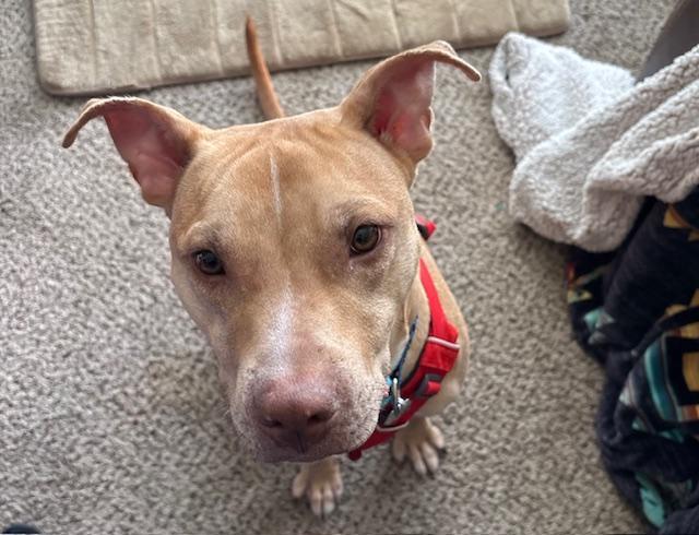 Enlarge Linus, a Adoptable Pit Bull Terrier in O Fallon, IL image 6/6
