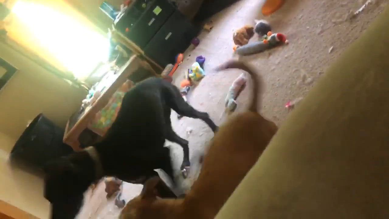 Enlarge Linus, a Adoptable Pit Bull Terrier in O Fallon, IL video 6/6
