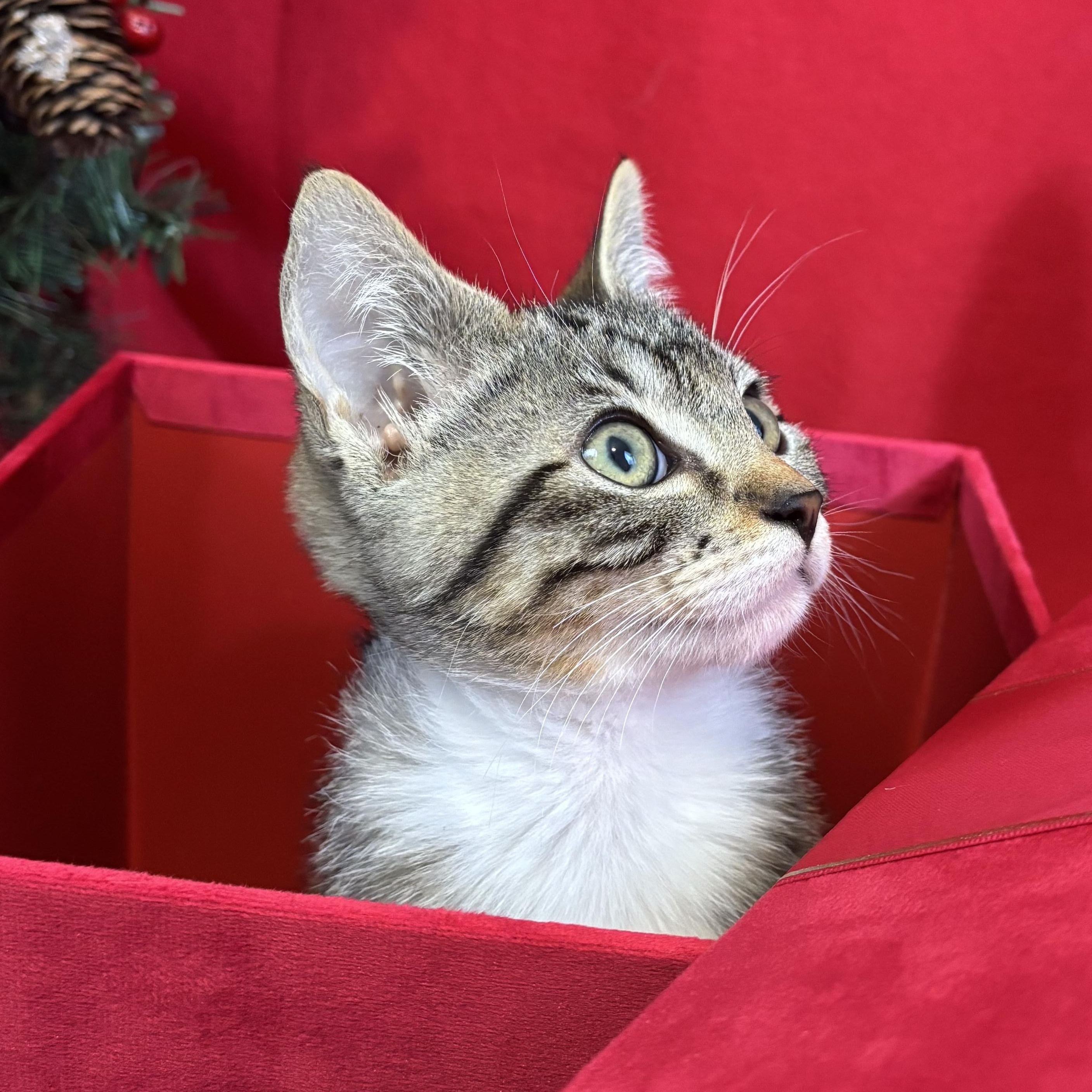 Chance, an adopted Tabby in Cathlamet, WA image 2/5