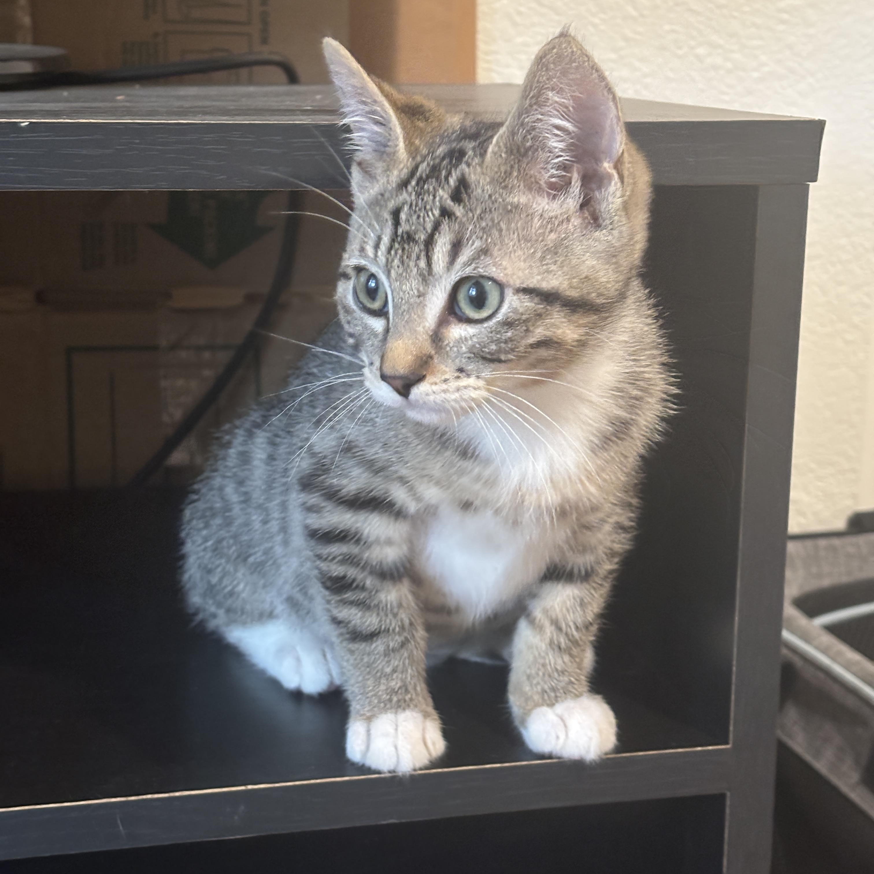 Chance, an adopted Tabby in Cathlamet, WA image 3/5