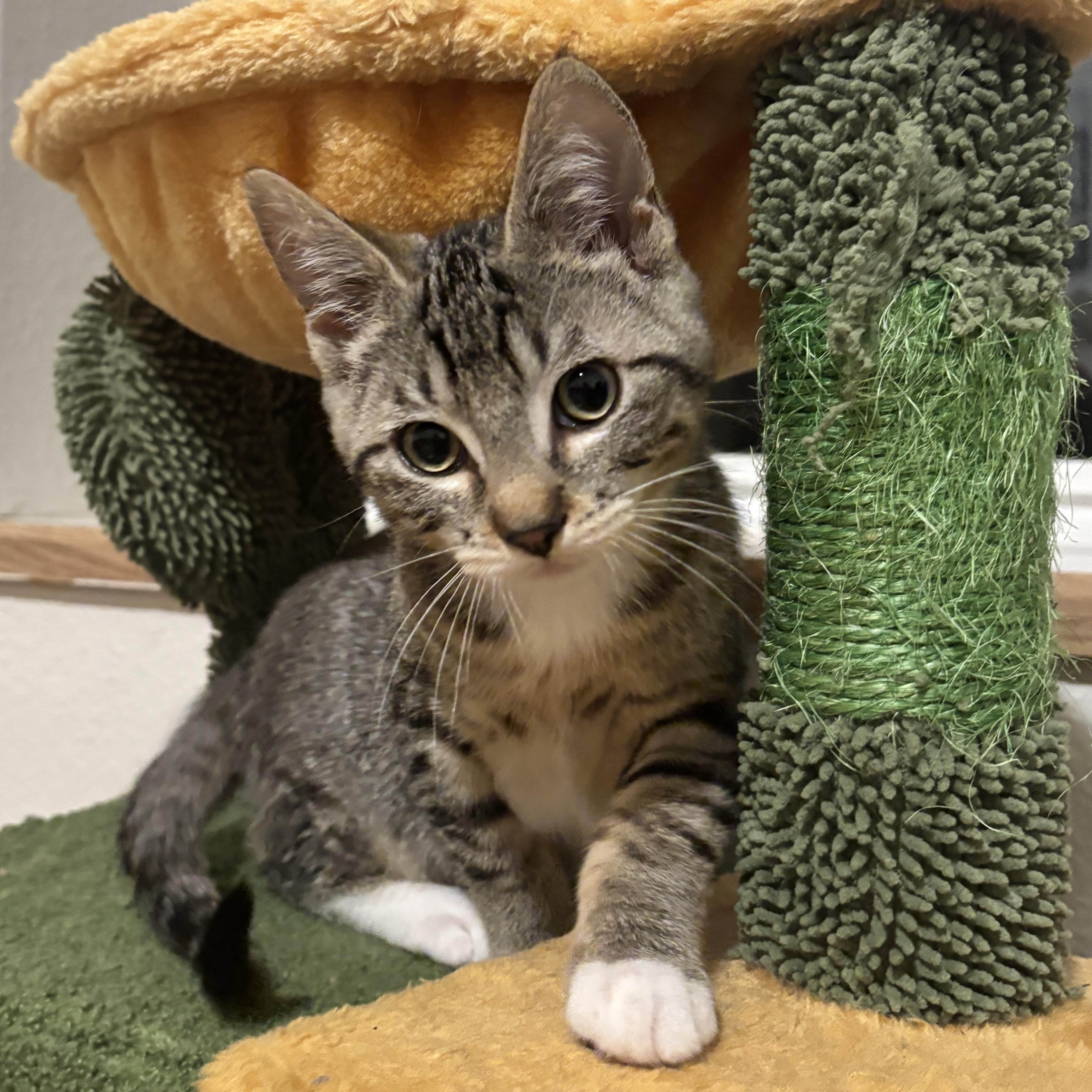 Chance, an adopted Tabby in Cathlamet, WA image 1/5