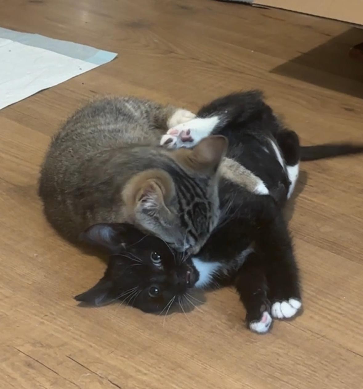 Chance, an adopted Tabby in Cathlamet, WA image 4/5