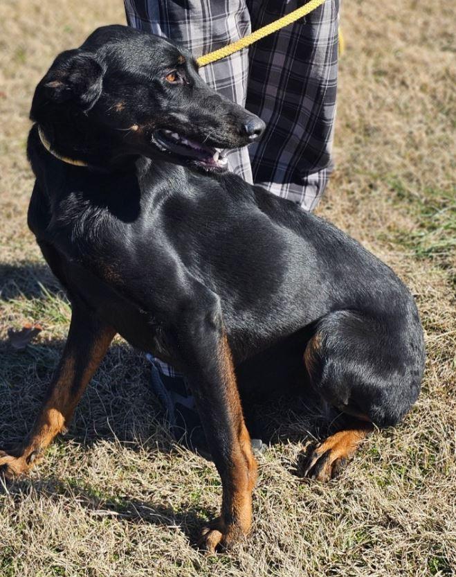Enlarge Shea, a Adoptable mixed breed in Manchester, CT image 1/3