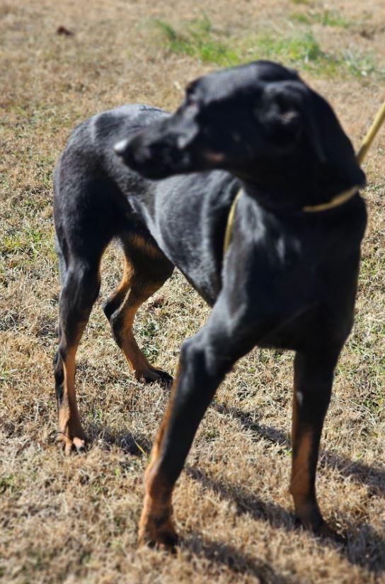 Enlarge Shea, a Adoptable mixed breed in Manchester, CT image 2/3