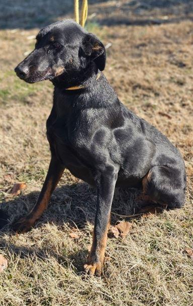 Enlarge Shea, a Adoptable mixed breed in Manchester, CT image 3/3