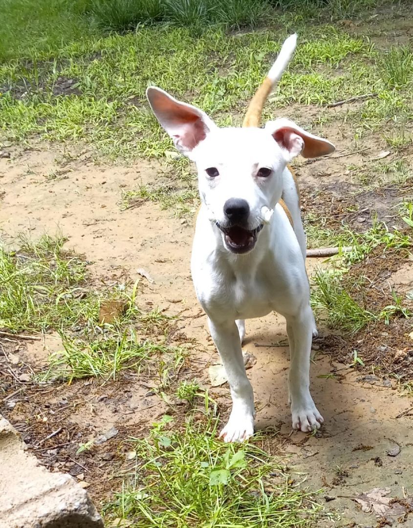 Petey & Eb, Adopted, Young Male Jack Russell Terrier.