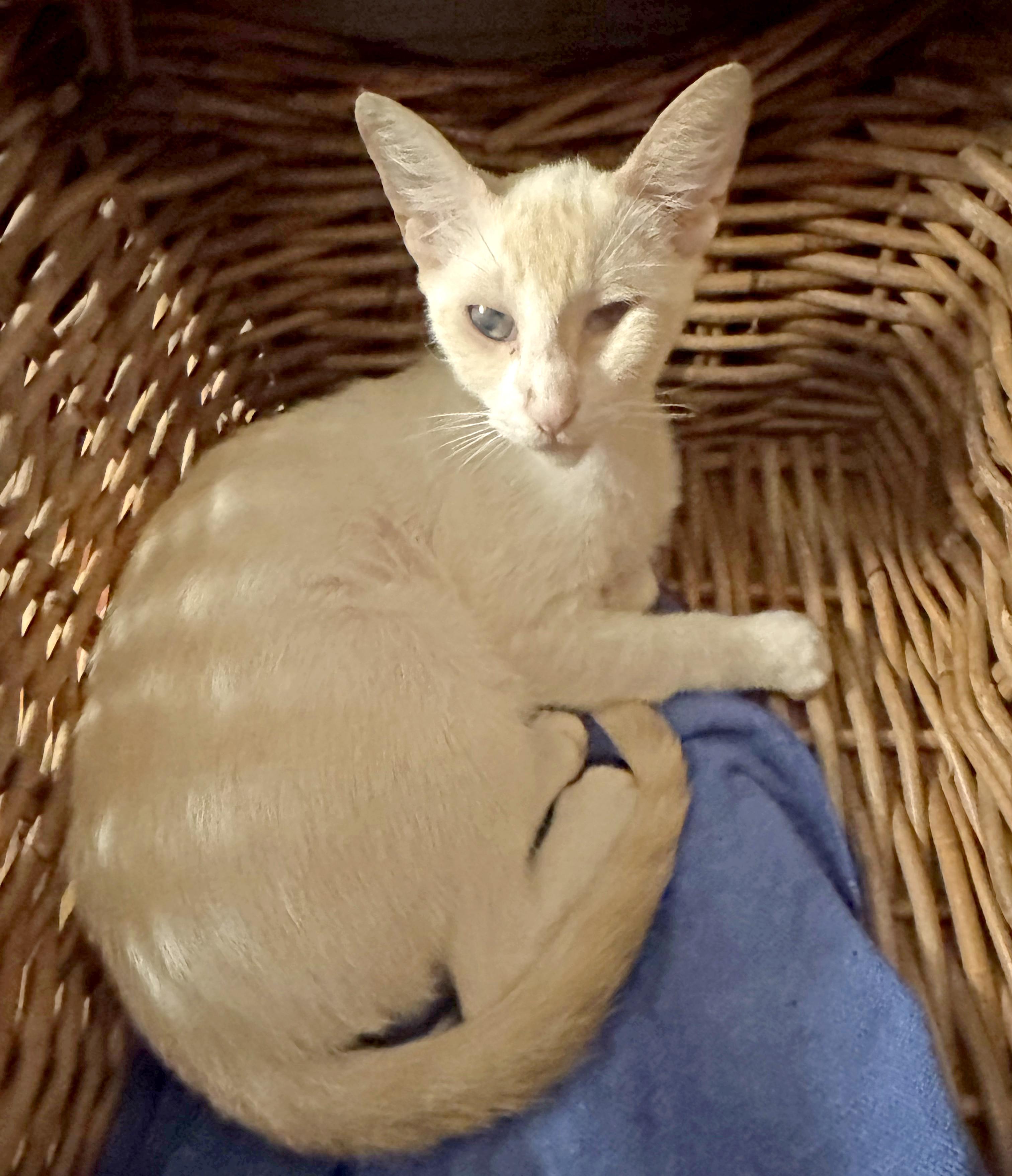 Stevie is a petite flame point Siamese with a soft coat a gentle spirit and a unique perspectivel