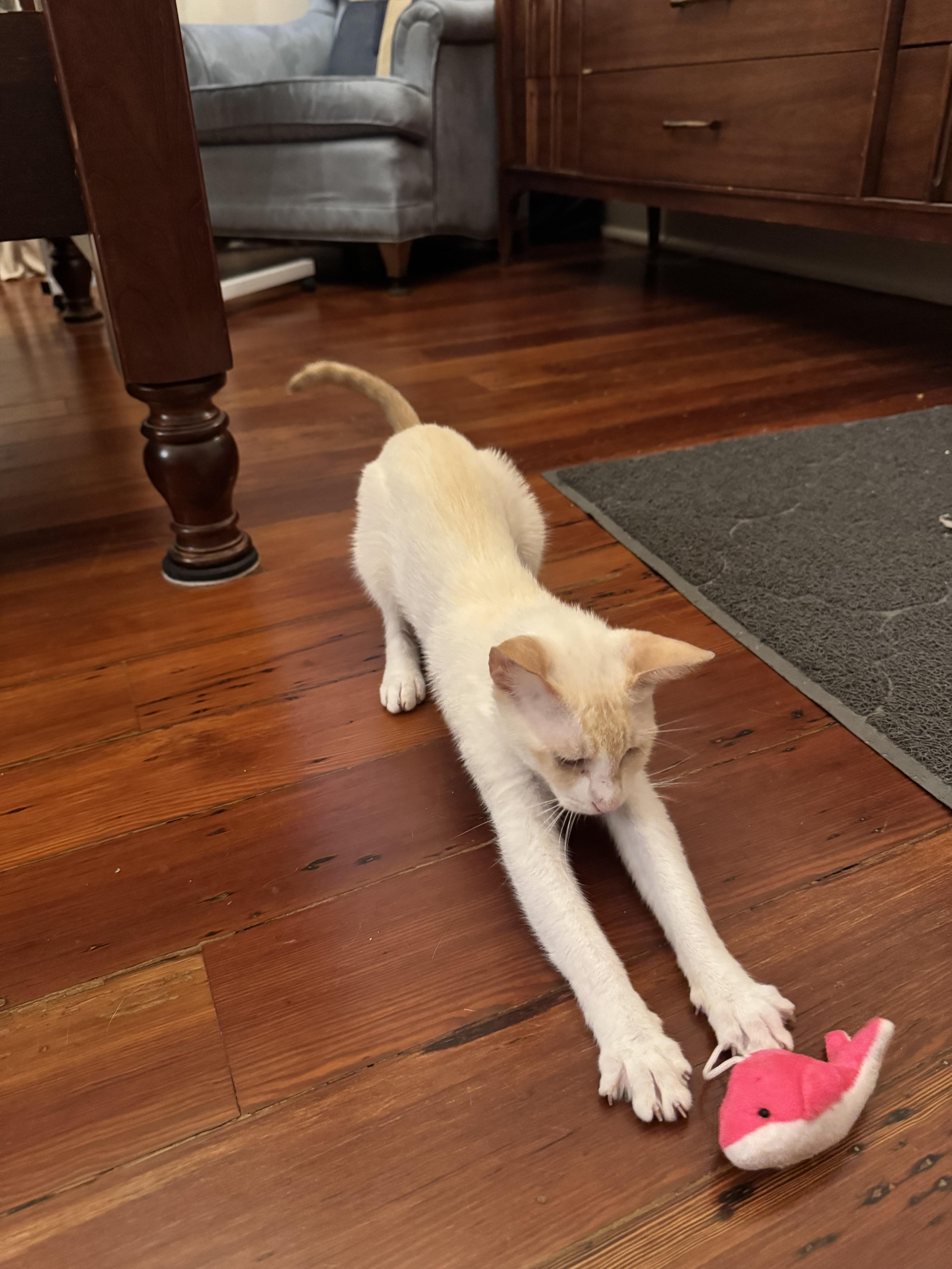 Stevie Siamese Cat