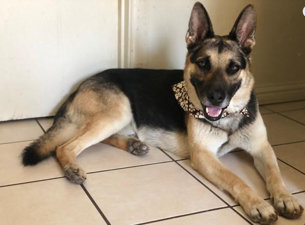 Cooper, Adoptable, Adult Male German Shepherd Dog.