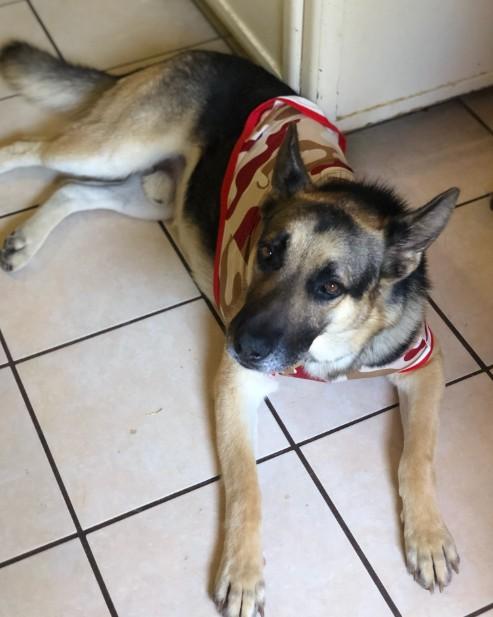 Enlarge Cooper, a Adoptable German Shepherd Dog in Discovery Bay, CA image 3/3